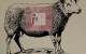 mouton small mouton small